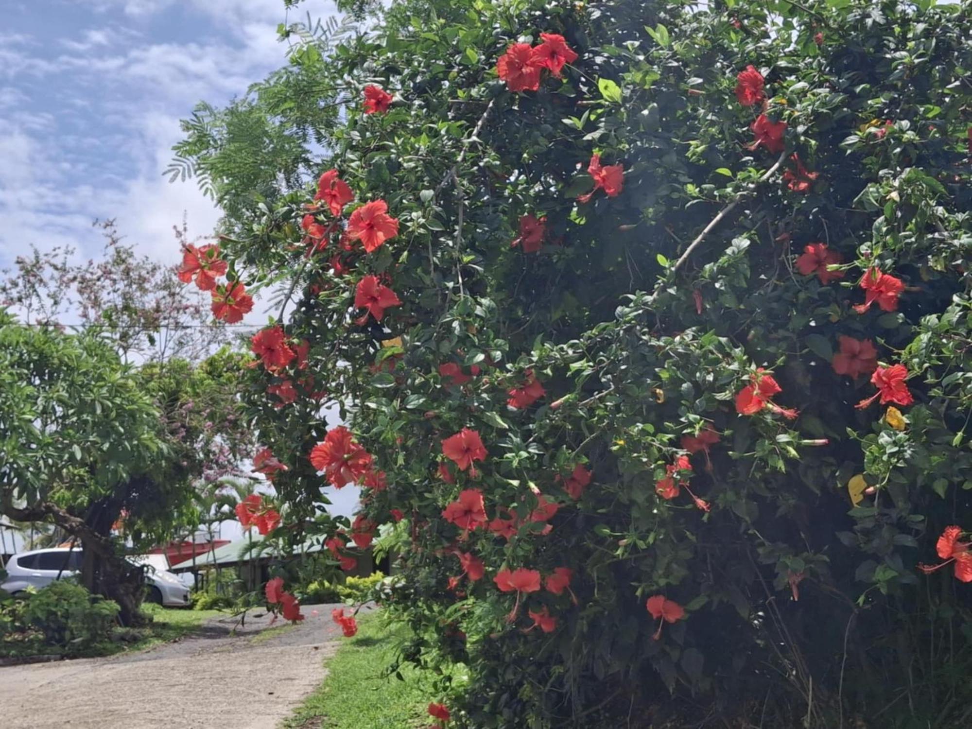 Tavua Hotel Ismail Investments Dış mekan fotoğraf